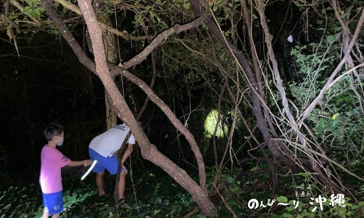 宮古島ヤシガニツアー