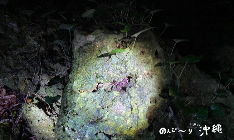 宮古島ヤシガニツアー