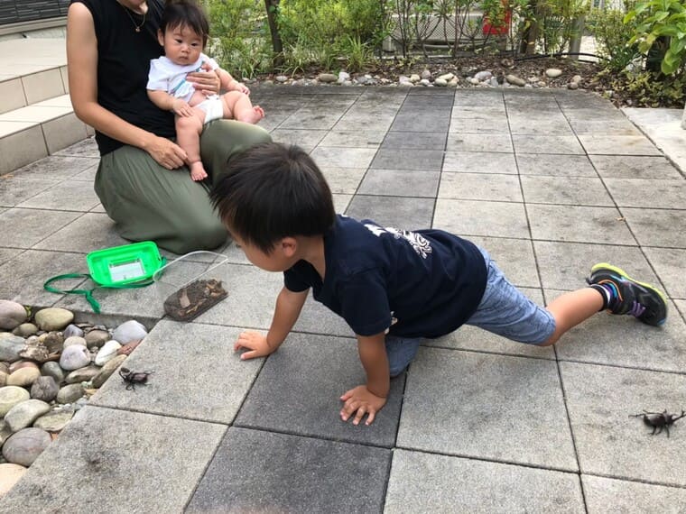 中央緑地公園のカブトムシ