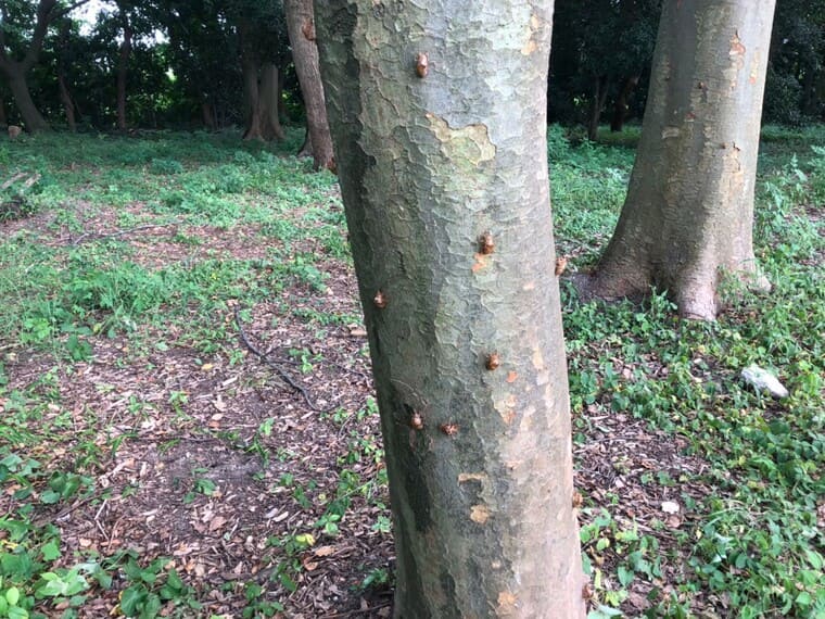 中央緑地公園のセミ