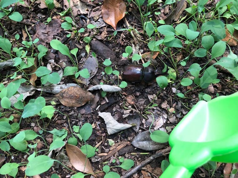 中央緑地公園のカブトムシ