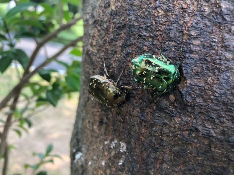 中央緑地公園のカナブン