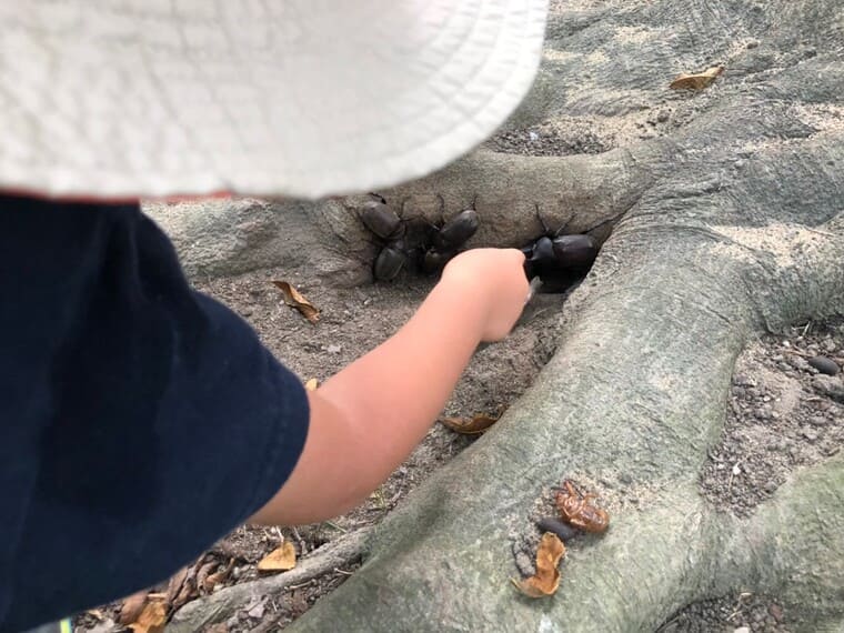 中央緑地公園のカブトムシ