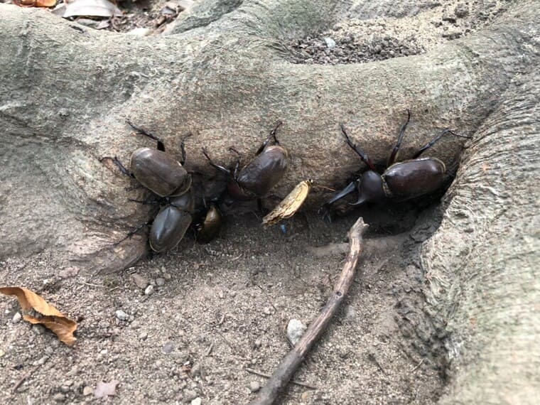 中央緑地公園のカブトムシ